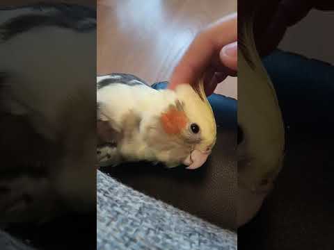 Первое видео с моим попугаем Кешей