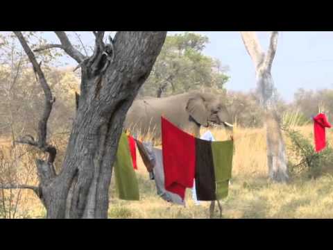 Elephant at the lodge