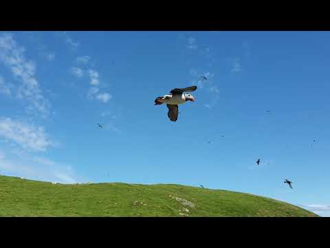 Incredibly special close time with thousands of puffins on Shiant Isles, Outer Hebrides, Scotland