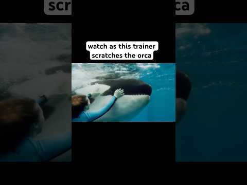 Shocking footage of Trainer HITTING Orca 💔