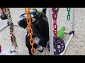 Mini Sheepadoodle dogs for sale: Scooby - Video 1