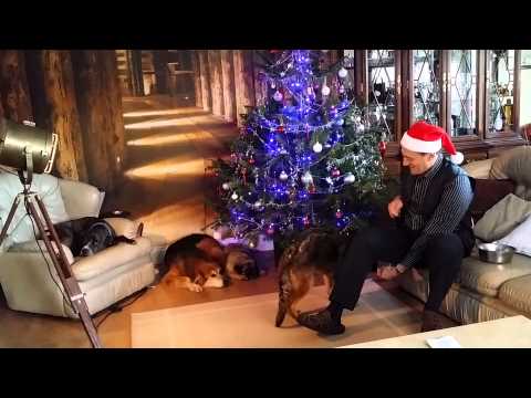 Dimadogs - precision training for dogs / pupies