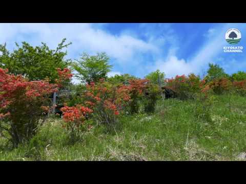 美し森つつじ