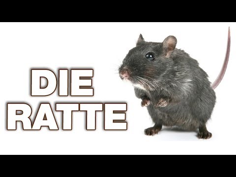 Die Ratte - Anatomie und Biologie | Alternative Fakten fürs Referat | Parodie