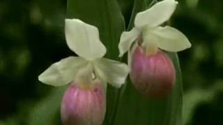 Mike Oldfield - Flowers of the Forest   ( Kwiaty lasu )