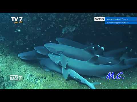 Tv7 con Voi del 9/5/2019 - Andiamo a Socorro (2 di 3)