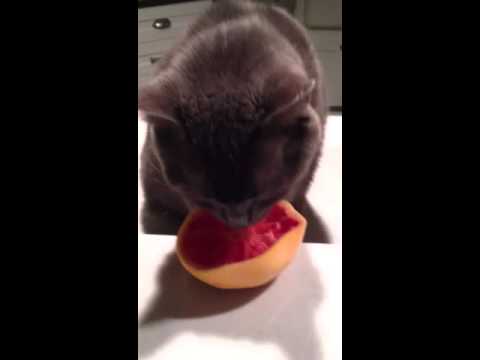 My Cat Loves Grapefruit