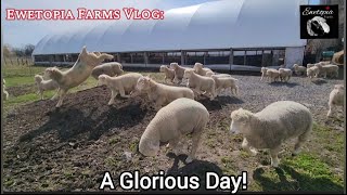 Experience The Joy Of Sheep Frolicking Outdoors On A Beautiful Farm Day!