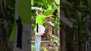 Download lagu fresh fruit #fresh #fruit #yummy #agrifuture #modernfarming #agro #farming #harvest #banana mp3 Download lagu fresh fruit #fresh #fruit #yummy #agrifuture #modernfarming #agro #farming #harvest #banana mp3