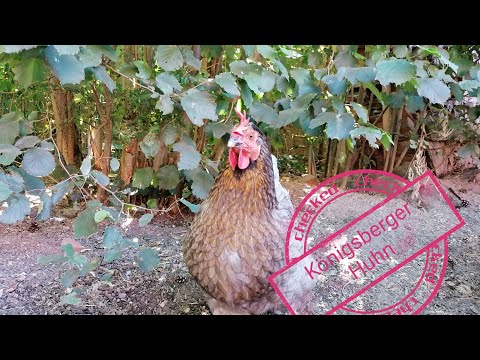 Das Königsberger Huhn - Chicken Check #4