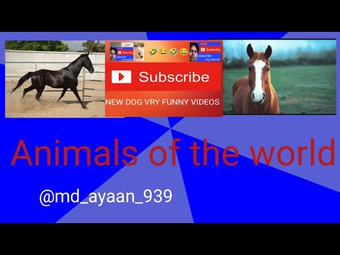 1 hour of amazing draft horses ncs background music hours video hours video