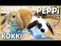 WiE iS KOKKi EN WiE PEPPi? ( eerste nachtje slapen van onze nieuwe konijnen) | Bellinga Vlog #2341