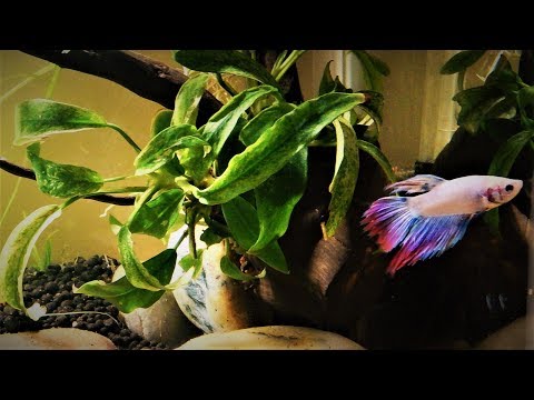 Simple & Easy  Planted Tank Set up for Betta Fish