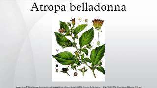 Atropa belladonna