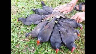 Download lagu Suara Emas  Pemikat Mandar Batu dapat Banyak mp3