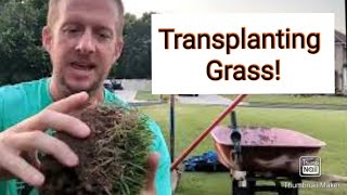 How to transplant grass |  3 methods for transplanting grass in your yard