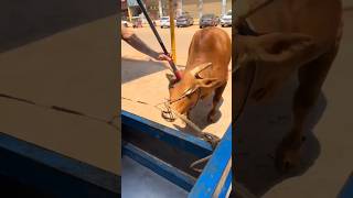 Download lagu Modern Cow Shock Devices: Are They Halal? mp3 Download lagu Modern Cow Shock Devices: Are They Halal? mp3