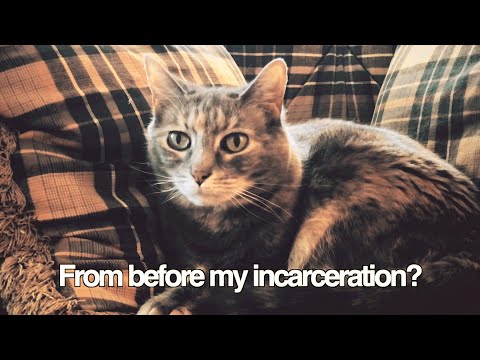 James Veitch's Extraordinary Cat Video