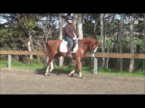 Joe Reitpony zum Verkauf