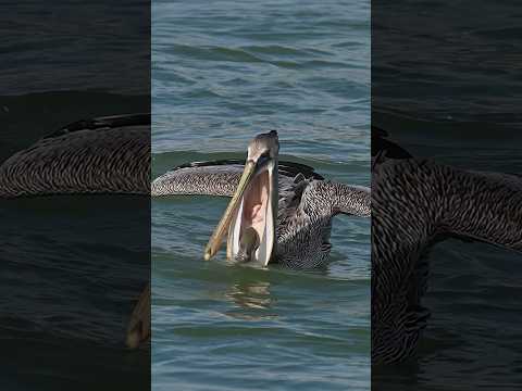 Crazy pelican thief did what? #bird #wildlife #birds #pelican Glad I’m not a fish!