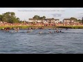 Annual Chincoteague Pony Swim on Virginia's Eastern Shore underway