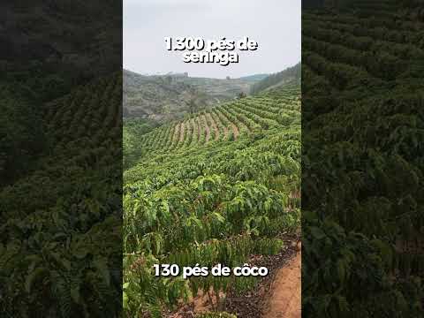 Imóvel rural em São Gabriel Da Palha ES.