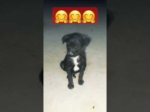 Masoom #dog #doglover  #viralshort #viralshorts #omkareshwar #shiv #mahakumbh