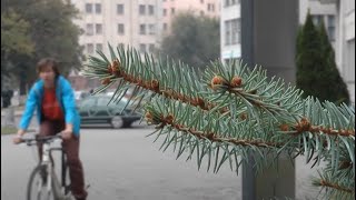 Як захистити велосипед від крадіжки