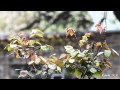 Marillion - The Sky Above The Rain HD