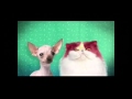 The Splat HappyHappyJoyJoy Week Promo 480p SD