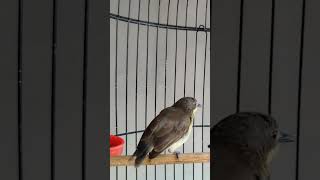 Download lagu suara remetuk laut mp3 Download lagu suara remetuk laut mp3