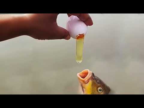 UNUSUAL MEMES COMPILATION V340