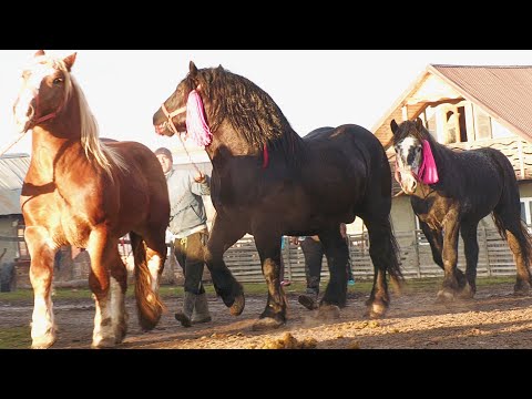 Armăsarii lui Milu de la Ciprian Porumbescu - Suceava