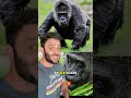 The Oldest Gorilla Ever Just Turned 69 #animals #berlin #history #ape #gorilla #learning