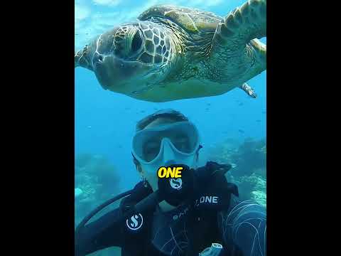 The rescued baby turtle was found by me 15 years later #turtle  #rescue  #incredible