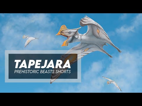 Brazilian Pterosaur - Tapejara