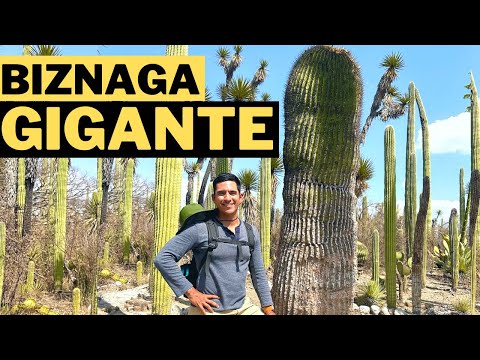 , title : 'La biznaga gigante de más de 1000 años del Valle de Tehuacán, México.'