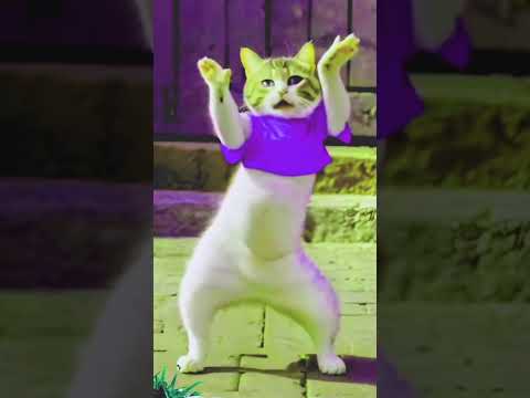 Cat cute dance 🎶 Ai Cat video #dance #cat #catdance #funny #comedy #ytshorts #trending #viralshort