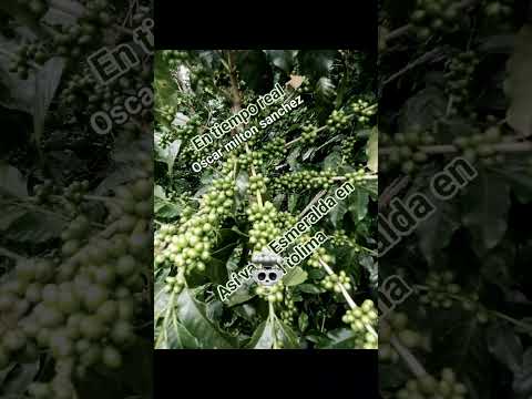 Vereda tierras blancas del munisipio del valle de sanjuan  tolima la Esmeralda 🍒 para el 2026 👊🏼🇨🇴