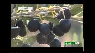 preview picture of video 'Iran Qazvin province Olive & Olive oil products توليد زيتون و روغن زيتون قزوين ايران'