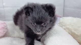 ハーフ犬の動画01