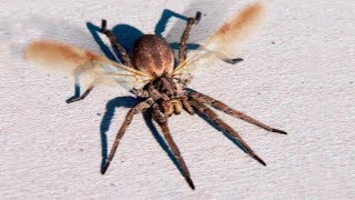 SPIDERS WITH WINGS - Can Spiders Fly? 😱