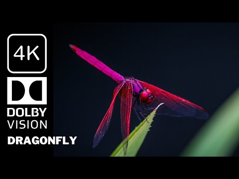 Dragonfly 4k video  Action Relaxing music beautiful jungle 8k video Nature 4K Scene