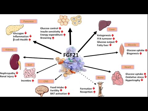 FGF21