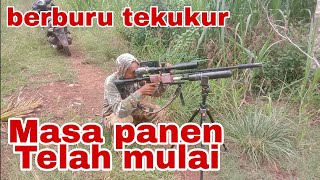 Download lagu berburu tekukur masa panen telah mulai mp3 Download lagu berburu tekukur masa panen telah mulai mp3