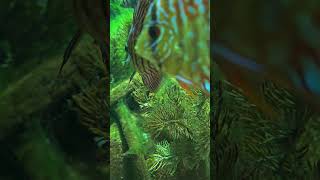 Acará disco #peixeis #animais