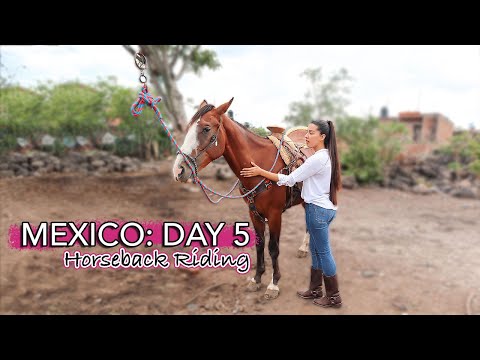 YouTube video about: How much is a horse in mexico?