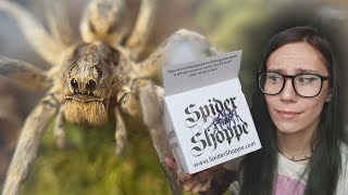 Unboxing BIG Bite-y BUG, HUGE Wolf Spider & 3 *RARE* Tarantulas!!