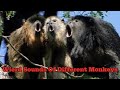 Unbelievable Monkey Sounds The Weirdest Noises You Ll Ever Hear