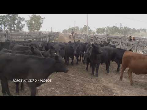 JORGE NAVEIRO - REMATE DE HACIENDA